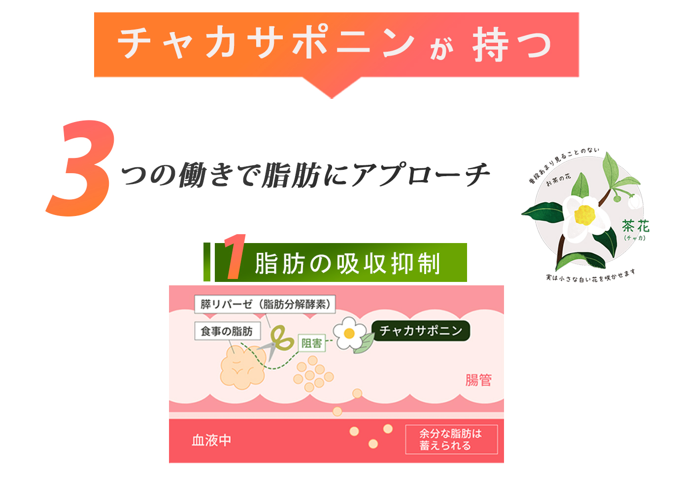 チャカサポニンが3つの働きでアプローチ