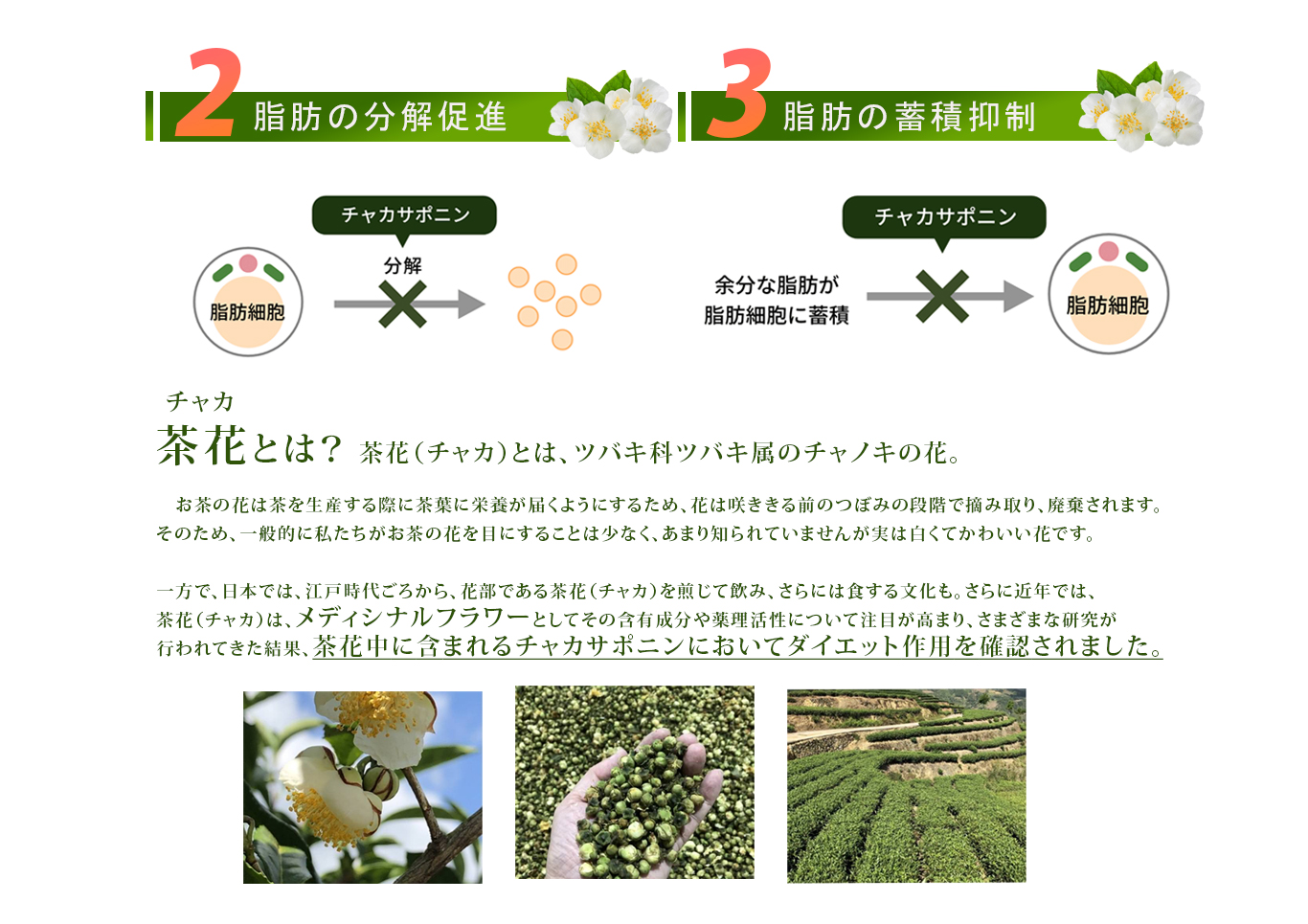 チャカサポニンは脂肪の分解を促進＆蓄積も収を抑制
