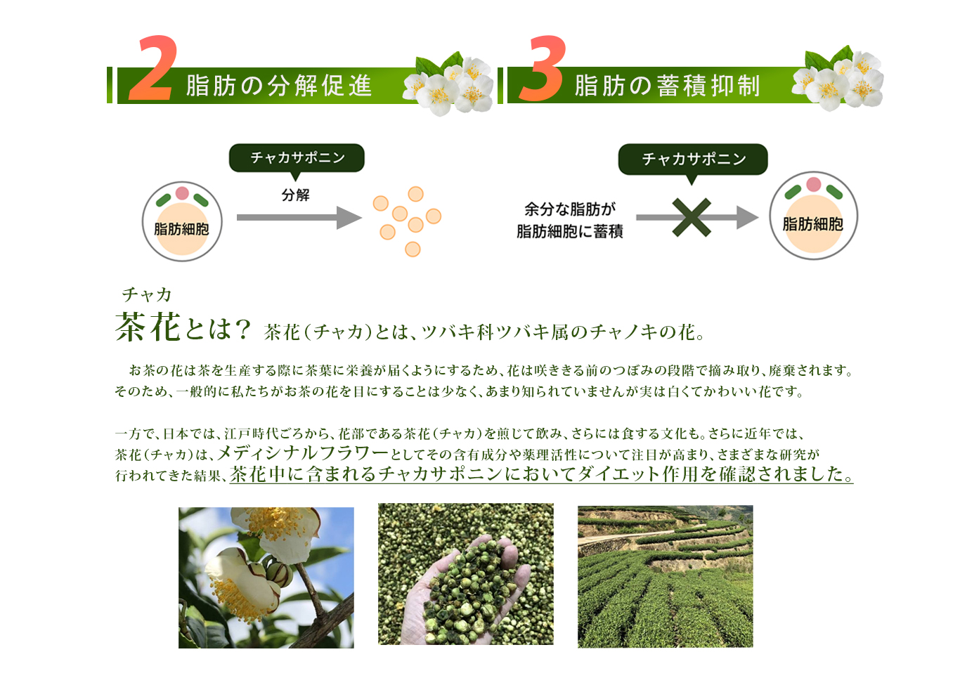 チャカサポニンは脂肪の分解を促進＆蓄積も収を抑制