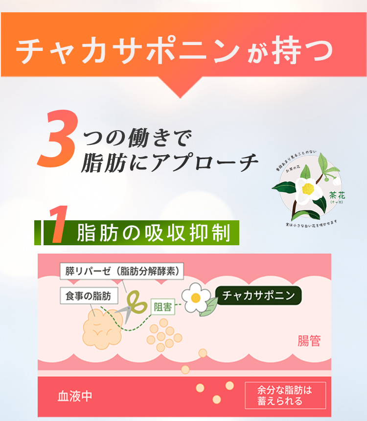 チャカサポニンがもつ3つのパワーで脂肪にアプローチ、1つめは脂肪の吸収を抑制