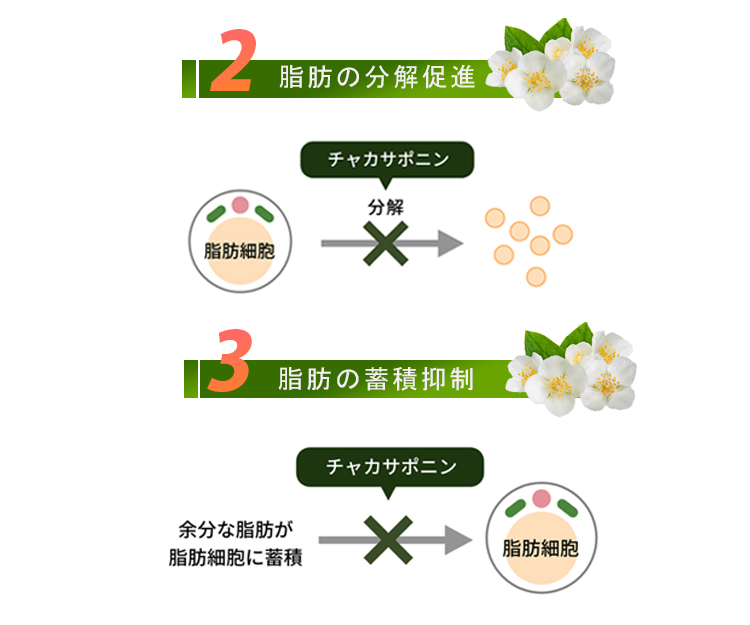 脂肪の分解促進と蓄積も抑制