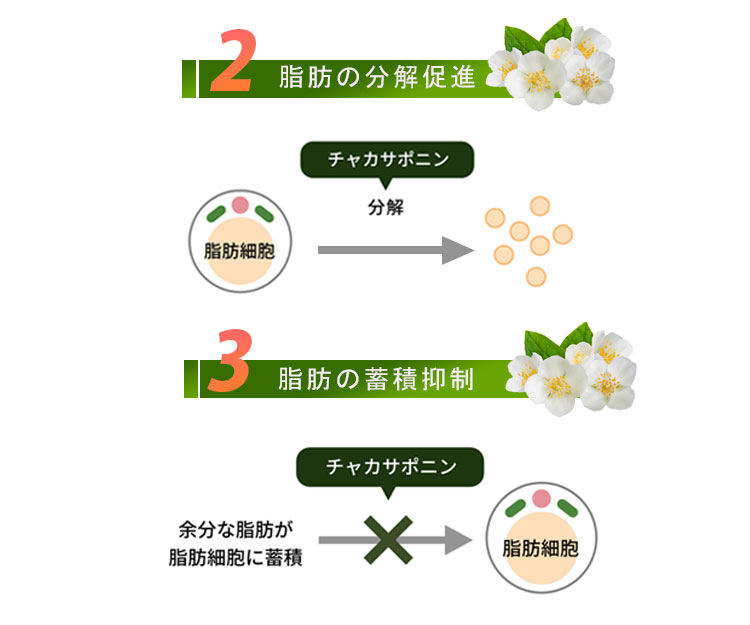 脂肪の分解促進と蓄積も抑制