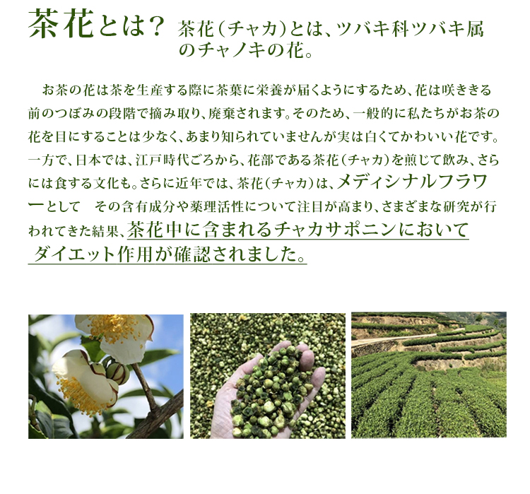 お茶の花に含まれるチャカサポニンの成分が研究によりダイエット作用があることが確認されました